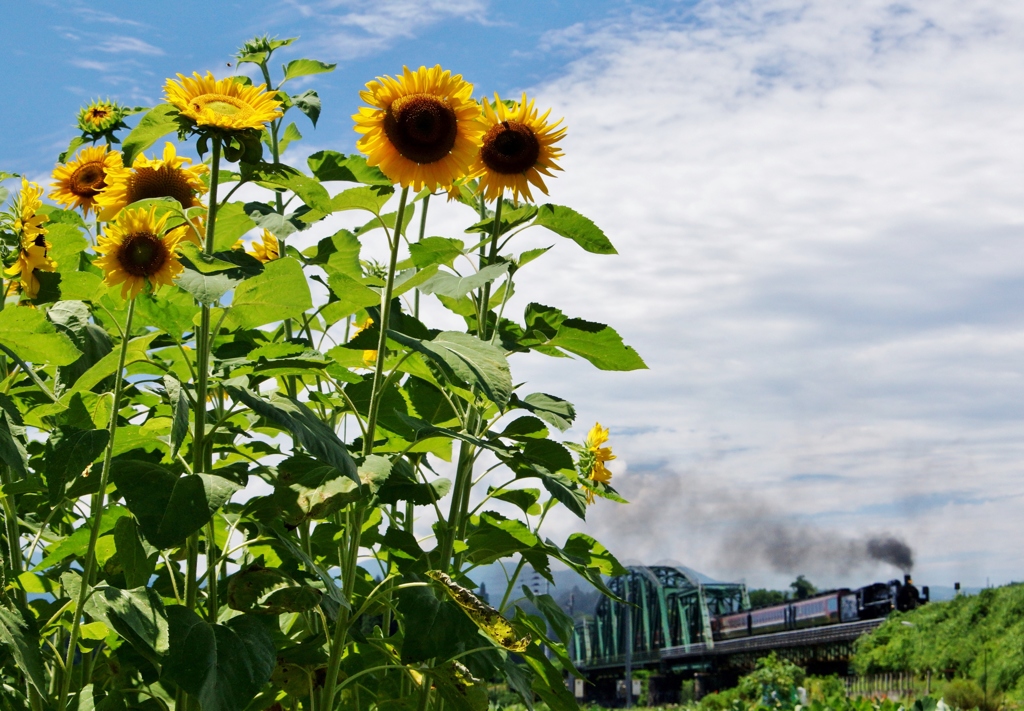 深戸橋梁のひまわり①