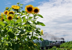 深戸橋梁のひまわり①
