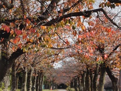 我が街の桜紅葉！