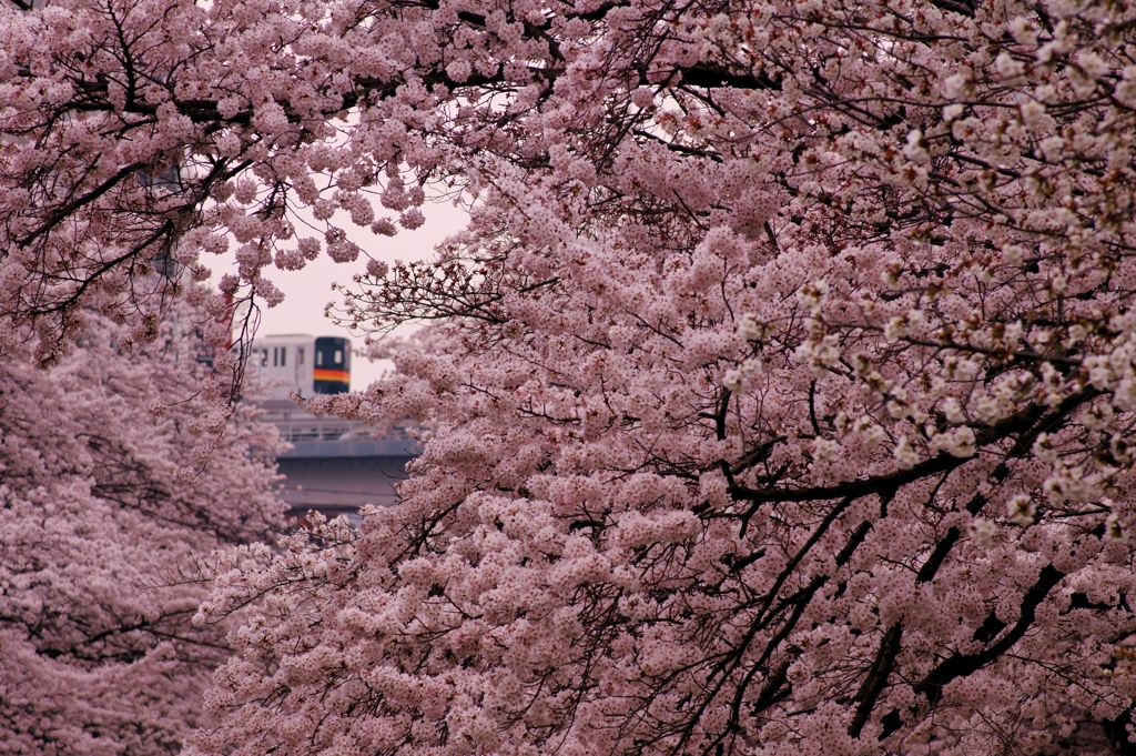 つかの間の花見