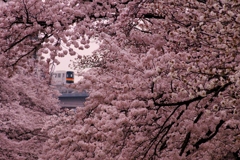 つかの間の花見