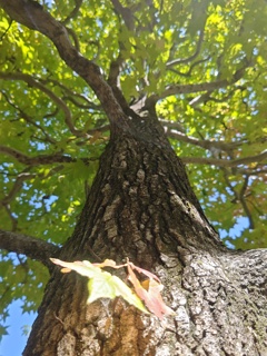 ホンのちょっとの紅葉！
