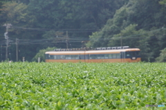 大井川鉄道の代表的な車両！