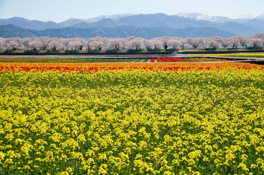 富山県舟川べりの桜並木④