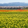 富山県舟川べりの桜並木④