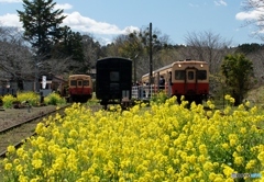 今が旬　小湊鉄道！