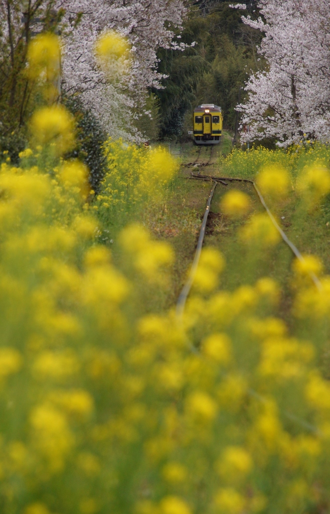 今年は見れるかな？この組合せ！