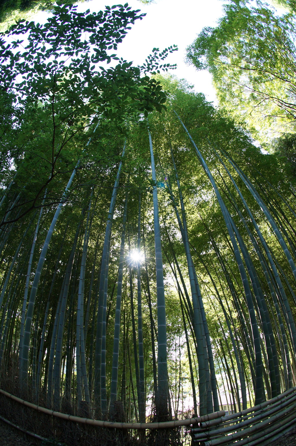 竹林から覗く朝陽！