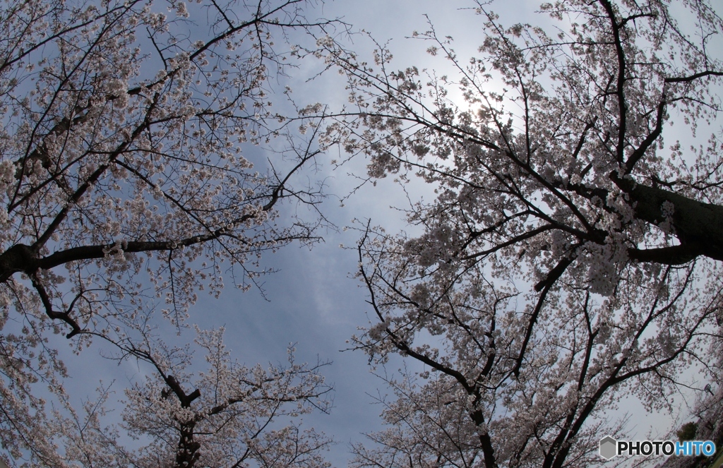 見上げてお花見！