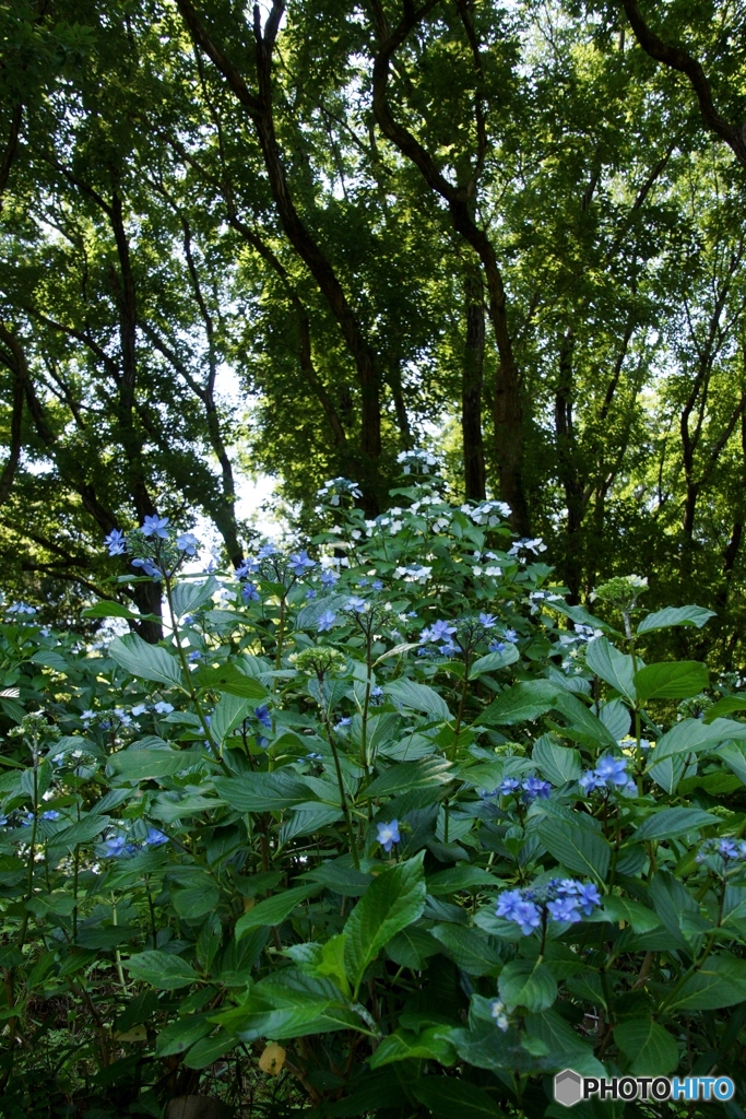 森の中の紫陽花群生！