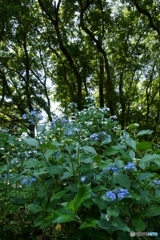 森の中の紫陽花群生！