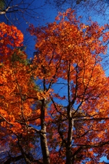 見上げたら真っ赤な紅葉と青空‼