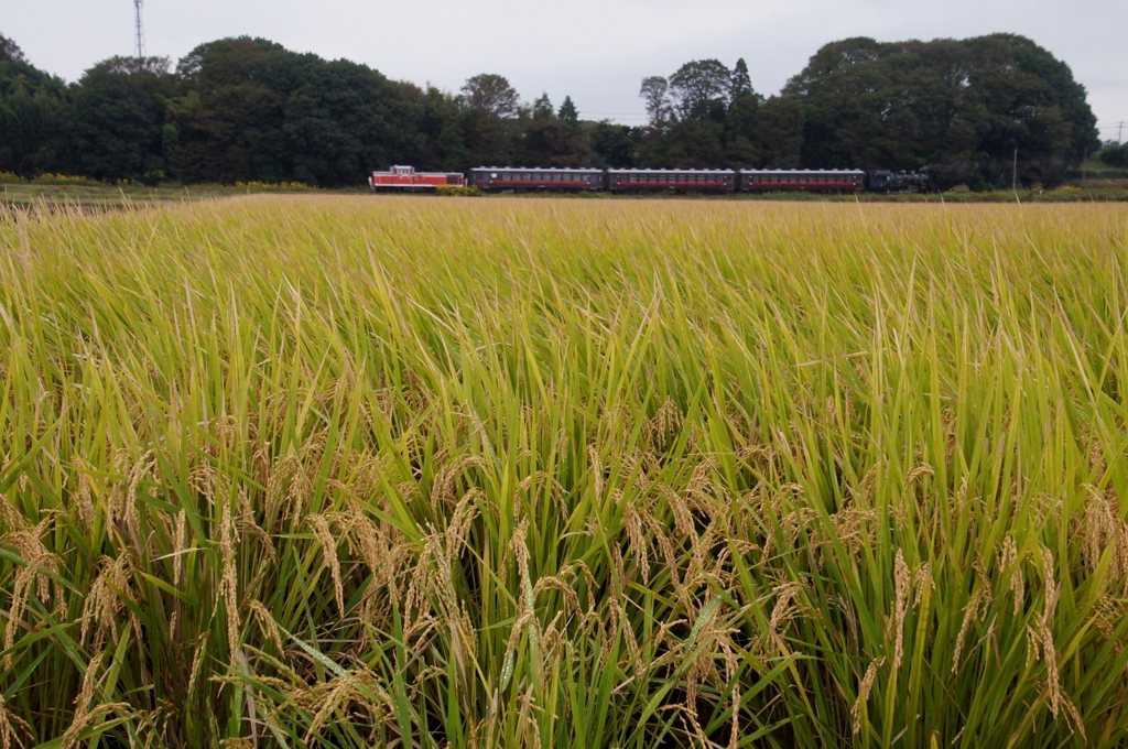 久しぶりの真岡鉄道！③