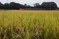 久しぶりの真岡鉄道！③