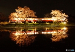 小湊鉄道　飯給駅　一般的な夜桜ライトアップ！