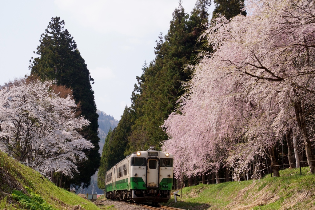 只見線の春！②