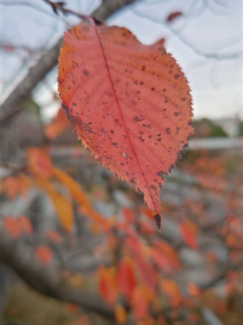名残りの紅葉！