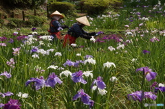 菖蒲園　花摘み風景！