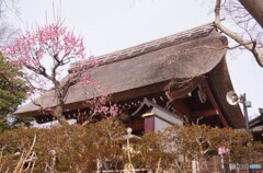 深大寺の山門と梅の木！