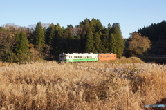 ススキ野原を走るキハ40編成！