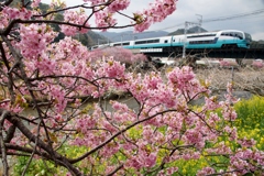 河津桜満開で春到来②！