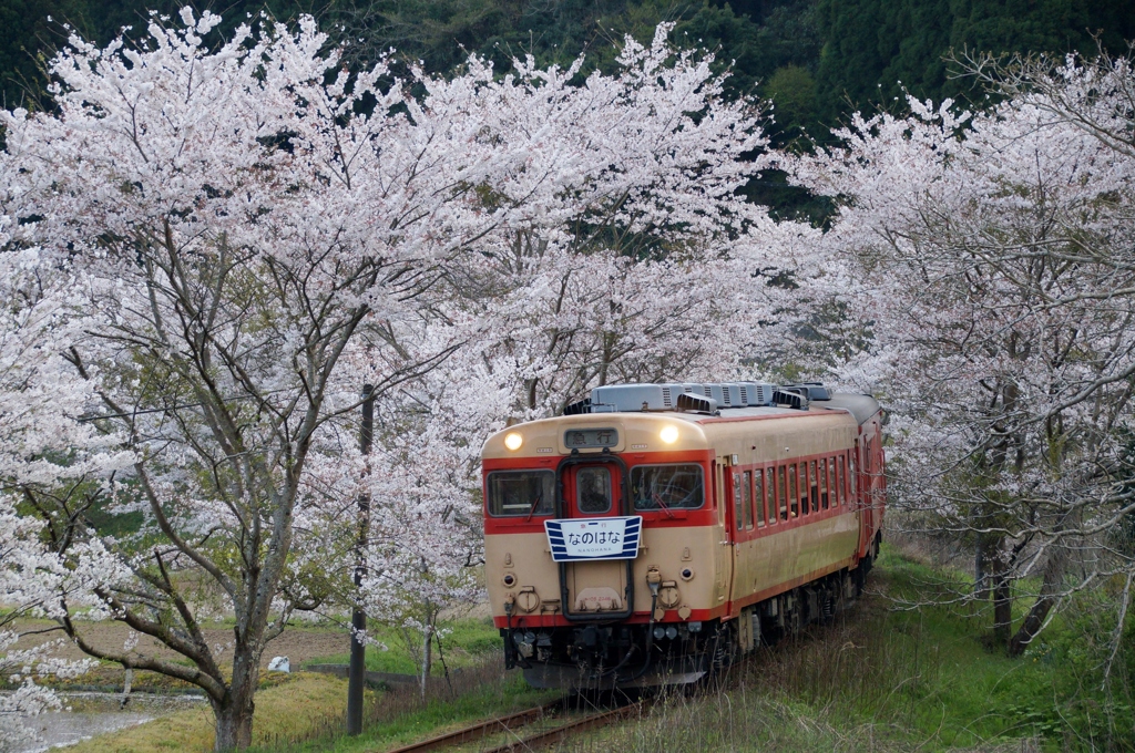 なのはな急行登場！