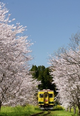 青空に満開の桜、そしてキハ３５０！