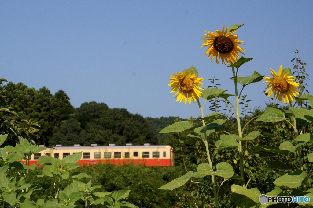 小湊鉄道　キハ200とヒマワリ！
