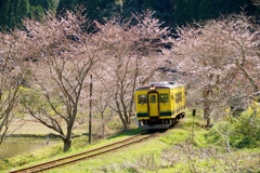 キハ桜トンネルから飛び出し！