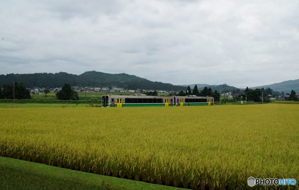 黄金色の田んぼを往くキハ120！
