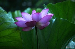 透き通るハスの花！