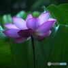 透き通るハスの花！