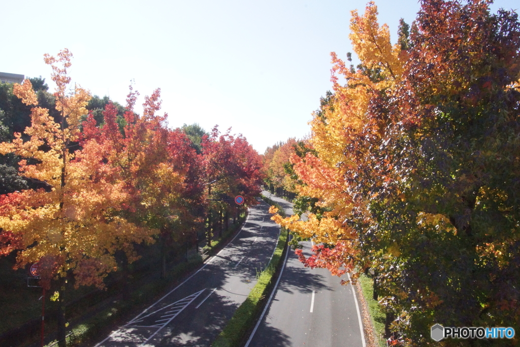 多摩市の街路樹の紅葉！