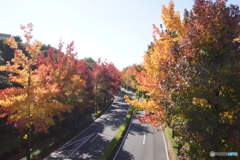 多摩市の街路樹の紅葉！
