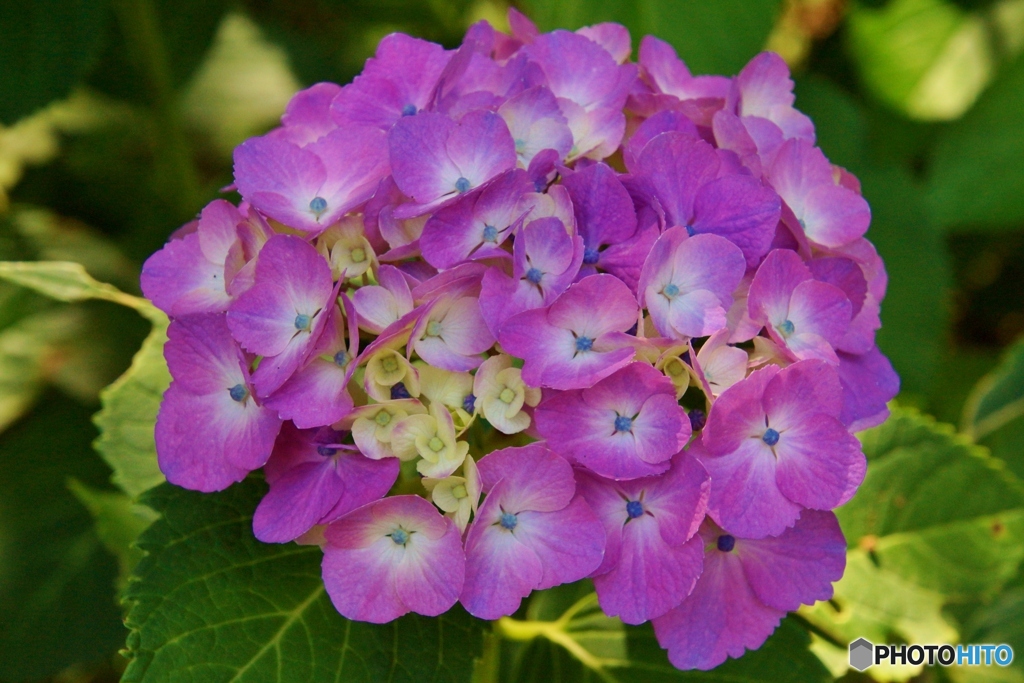紫陽花クローズアップ！