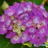 紫陽花クローズアップ！