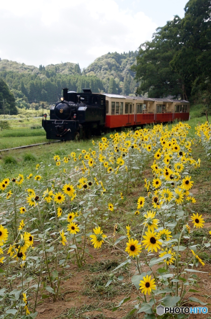小湊鉄道　トロッコ列車とミニヒマワリ畑！