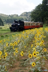 小湊鉄道　トロッコ列車とミニヒマワリ畑！