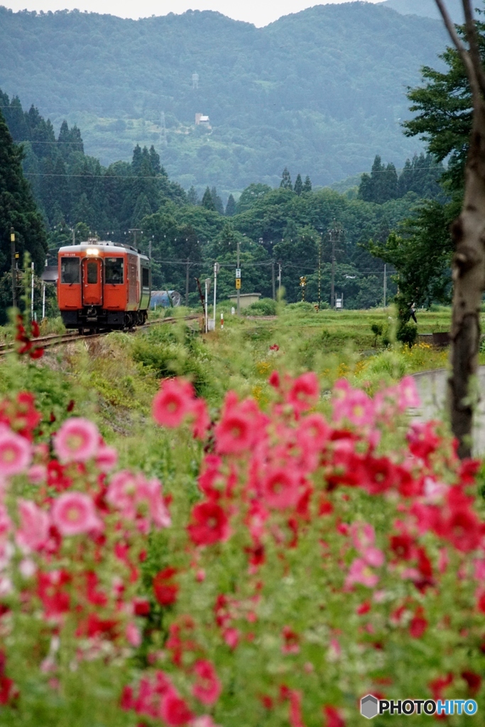 タチアオイが群生する中を走る始発列車！