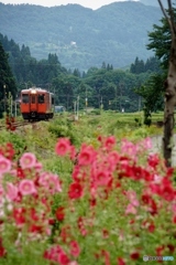 タチアオイが群生する中を走る始発列車！