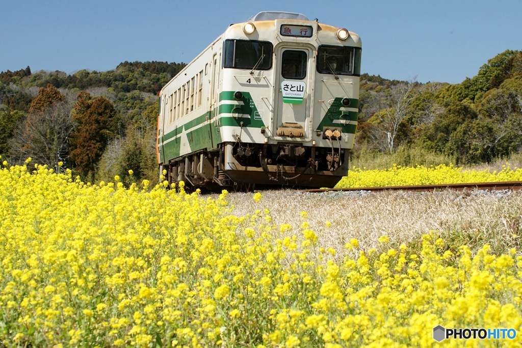 小湊鉄道の菜の花　石神地区の①～⑥の中の⑥（終）