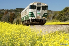 小湊鉄道の菜の花　石神地区の①～⑥の中の⑥（終）