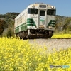 小湊鉄道の菜の花　石神地区の①～⑥の中の⑥（終）