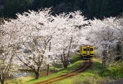 桜トンネル！②