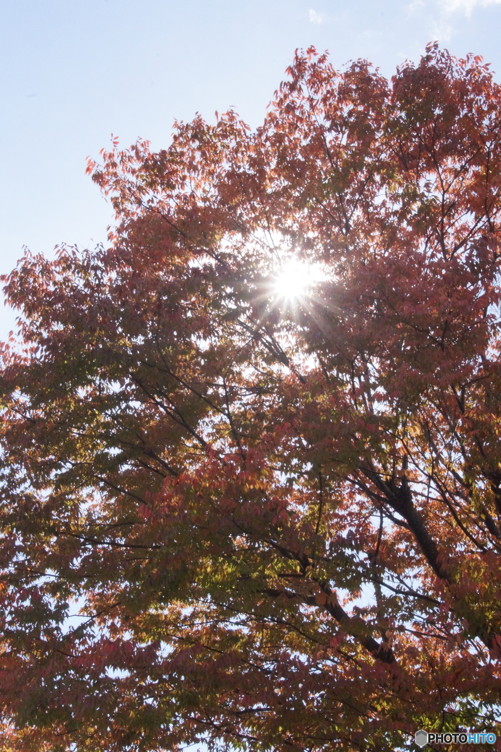 太陽が覗き込む紅葉！