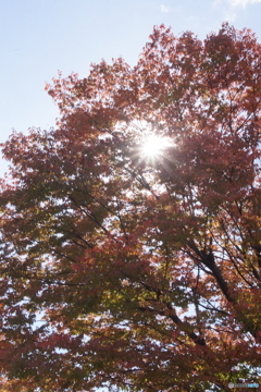 太陽が覗き込む紅葉！