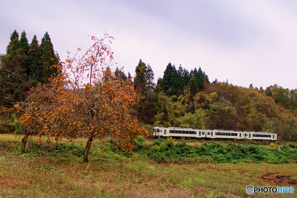 鈴なりの柿の実と只見線！