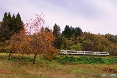 鈴なりの柿の実と只見線！