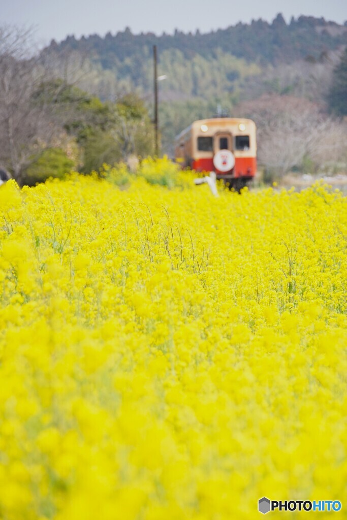 小湊鉄道開通100周年！