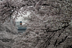 桜トンネルの中に多摩都市モノレール！